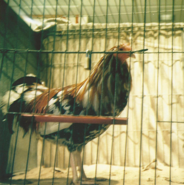 Holcombe Old English Game Fowl Club Annual Show, British Legion
14-Leisure-04-Events-000-General
Keywords: 2012