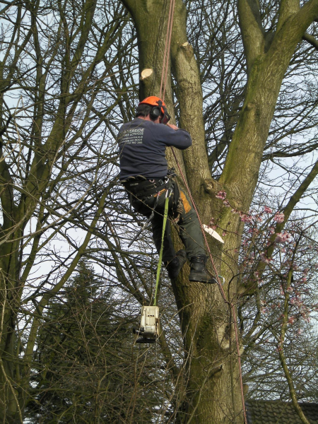 Martin Dearden pruning tree in Alderwood, Edenfield - 21 March 2013 
17-Buildings and the Urban Environment-05-Street Scenes-011-Edenfield
Keywords: 2013
