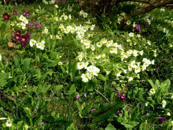 Bank near Carr Bank Avenue in spring
17-Buildings and the Urban Environment-05-Street Scenes-006-Carr Street and Tanners area
Keywords: 2016