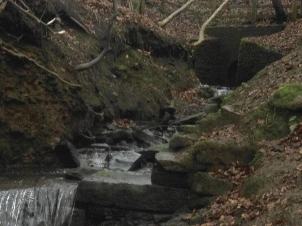 Stream at top of water fall Nuttall Park 1
14-Leisure-01-Parks and Gardens-001-Nuttall Park General
Keywords: 2016