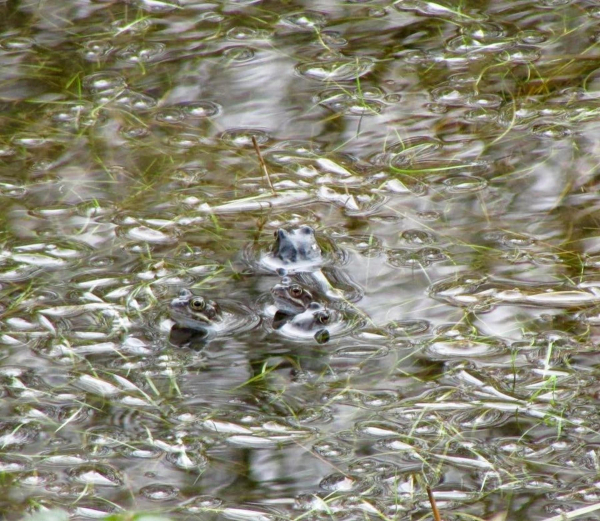 Frogs and frog spawn taken at The Plunge, Edenfield 
17-Buildings and the Urban Environment-05-Street Scenes-011-Edenfield
Keywords: 2016