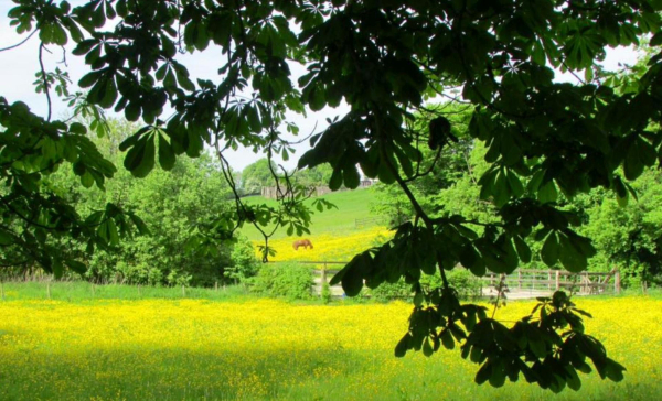 horse and Buttercups at Strongstry 
to be catalogued
Keywords: 2016