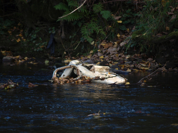 Old Car seat dumped in the River Irwell Nuttall Park
14-Leisure-01-Parks and Gardens-001-Nuttall Park General
Keywords: 2018