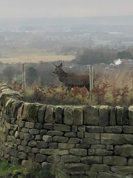 Highly Commended - Oh deer-from Top o the Hoof farm  
19-Animals and Plants-01-General-000-General
Keywords: 2018