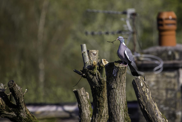  Olive Branch Bird ? Taken in Summerseat in July.
19-Animals and Plants-01-General-000-General
Keywords: 2019