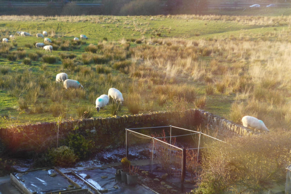 Grazing sheep on land planned for development  
17-Buildings and the Urban Environment-05-Street Scenes-011-Edenfield
Keywords: 2019