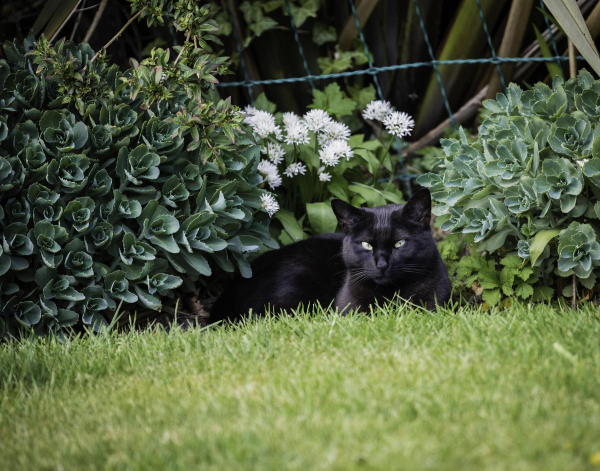  Am Watching You ? Taken in the garden at Hargate Close Summerseat in April
19-Animals and Plants-01-General-000-General
Keywords: 2019