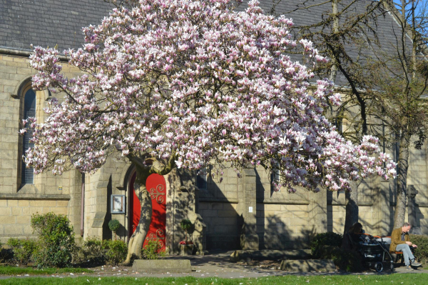Magnolia outside  St Pauls Church
06-Religion-01-Church Buildings-001-Church of England  - St. Paul, Bridge Street, Ramsbottom
Keywords: 2019