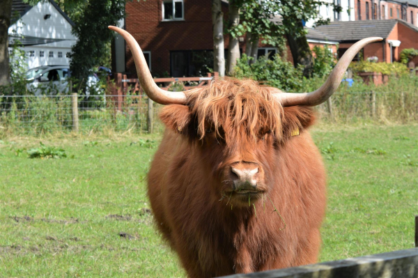Highland Cattle in Summerseat ? ? ? ? ? ?  
17-Buildings and the Urban Environment-05-Street Scenes-028-Summerseat Area
Keywords: 2019