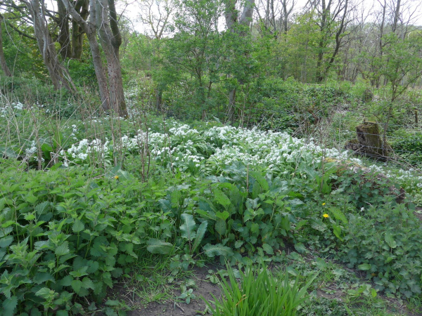 Nuttall Park, Refreshments & Gardens
14-Leisure-01-Parks and Gardens-001-Nuttall Park General
Keywords: 2019