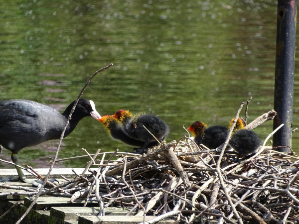 Ducks on Springwood Lodge 
17-Buildings and the Urban Environment-05-Street Scenes-006-Carr Street and Tanners area
Keywords: 2019