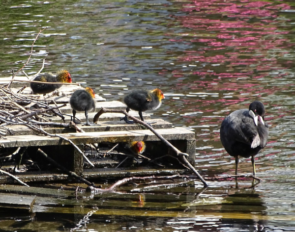 Ducks on Springwood Lodge 
17-Buildings and the Urban Environment-05-Street Scenes-006-Carr Street and Tanners area
Keywords: 2019