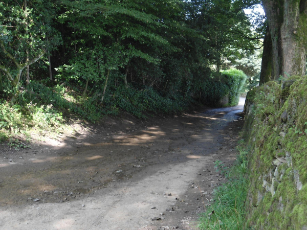 Path from Bottom Holcombe Hill leading to Cross Street  
18-Agriculture and the Natural Environment-03-Topography and Landscapes-001-Holcombe Hill
Keywords: 2021
