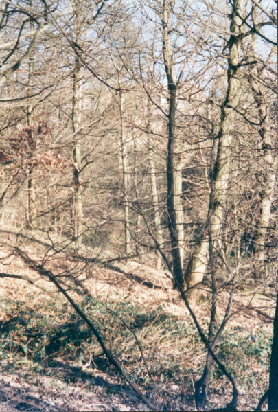 Buckden Woods  between Holcombe and Stubbins - National Trust
17-Buildings and the Urban Environment-05-Street Scenes-014-Holcombe Village
Keywords: 2000