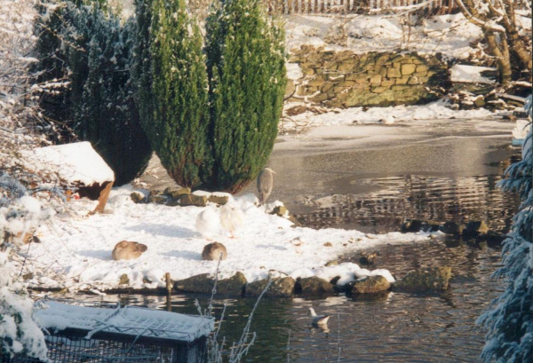 Heron on Devil Holes' Lodge 
17-Buildings and the Urban Environment-05-Street Scenes-006-Carr Street and Tanners area
Keywords: 2000