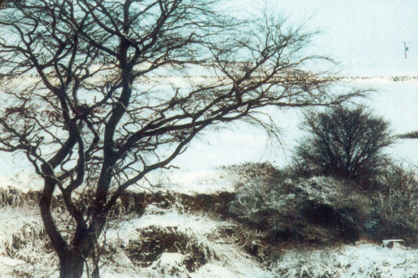Twine and Twine  cottages between Shuttleworth & Turn 
17 - Buildings and the Urban Environment - 02 - Houses
Keywords: Bury-Archive