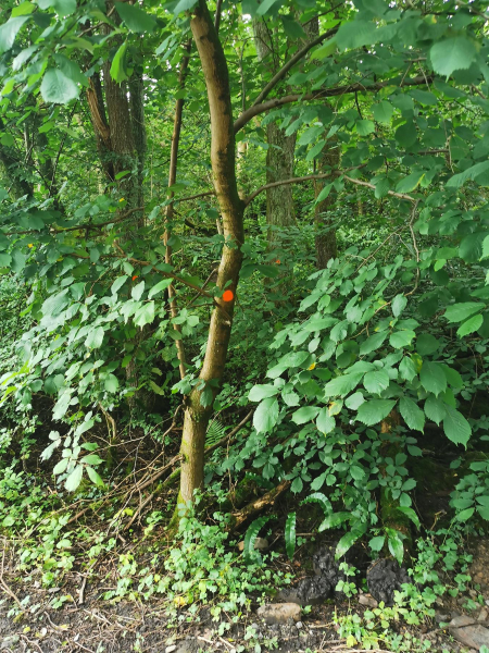 Water Treatment work by United Utilities in Nuttall Village from 2023 - 2026
17-Buildings and the Urban Environment-05-Street Scenes-019-Nuttall area
